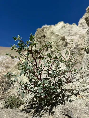 Nevada Goosefoot — photo by Blake Ferrell