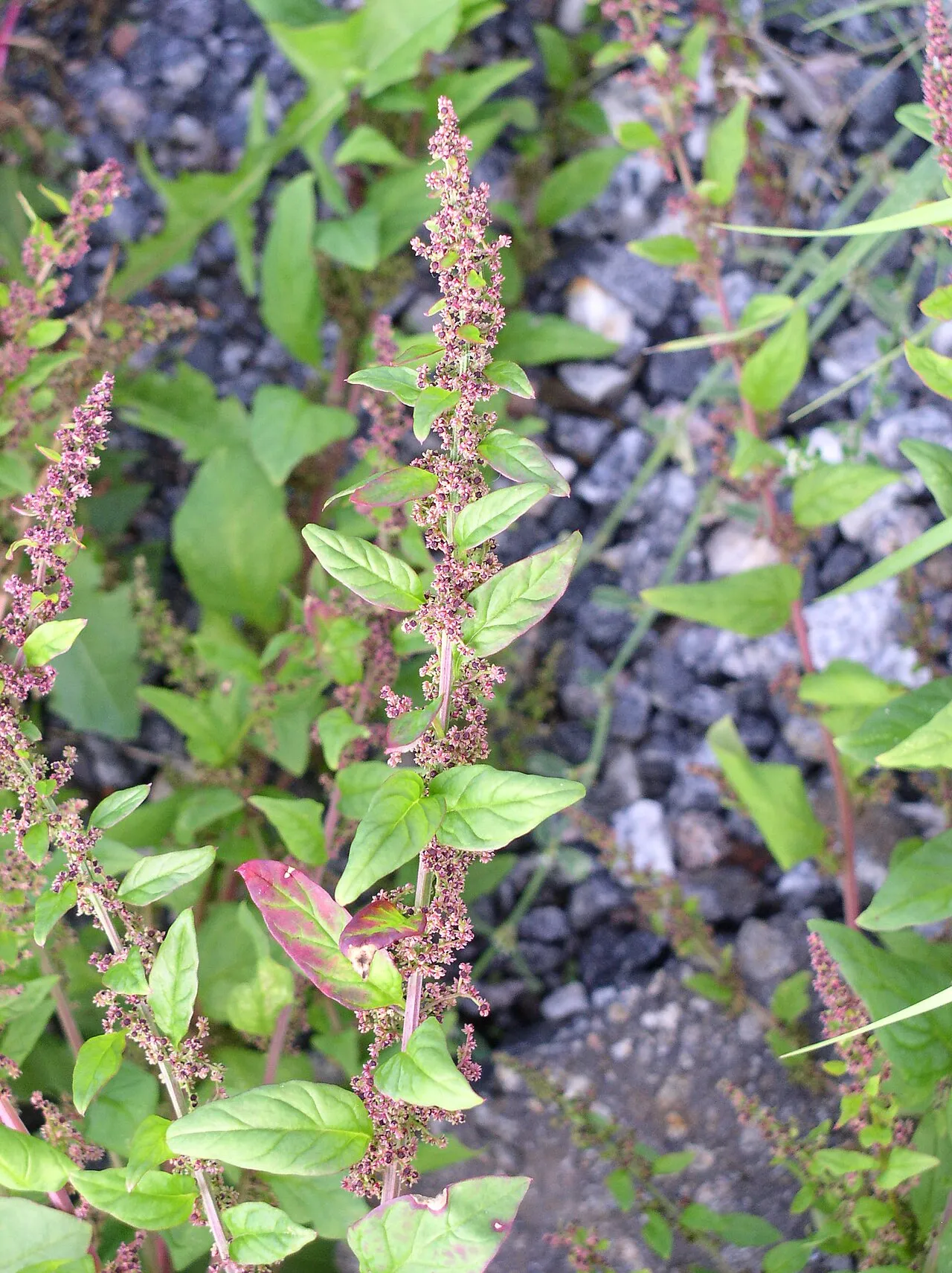 Manyseed Goosefoot — photo by Antti Bilund