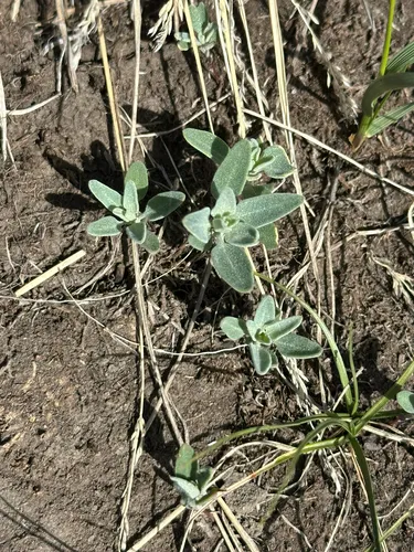 Desert Goosefoot