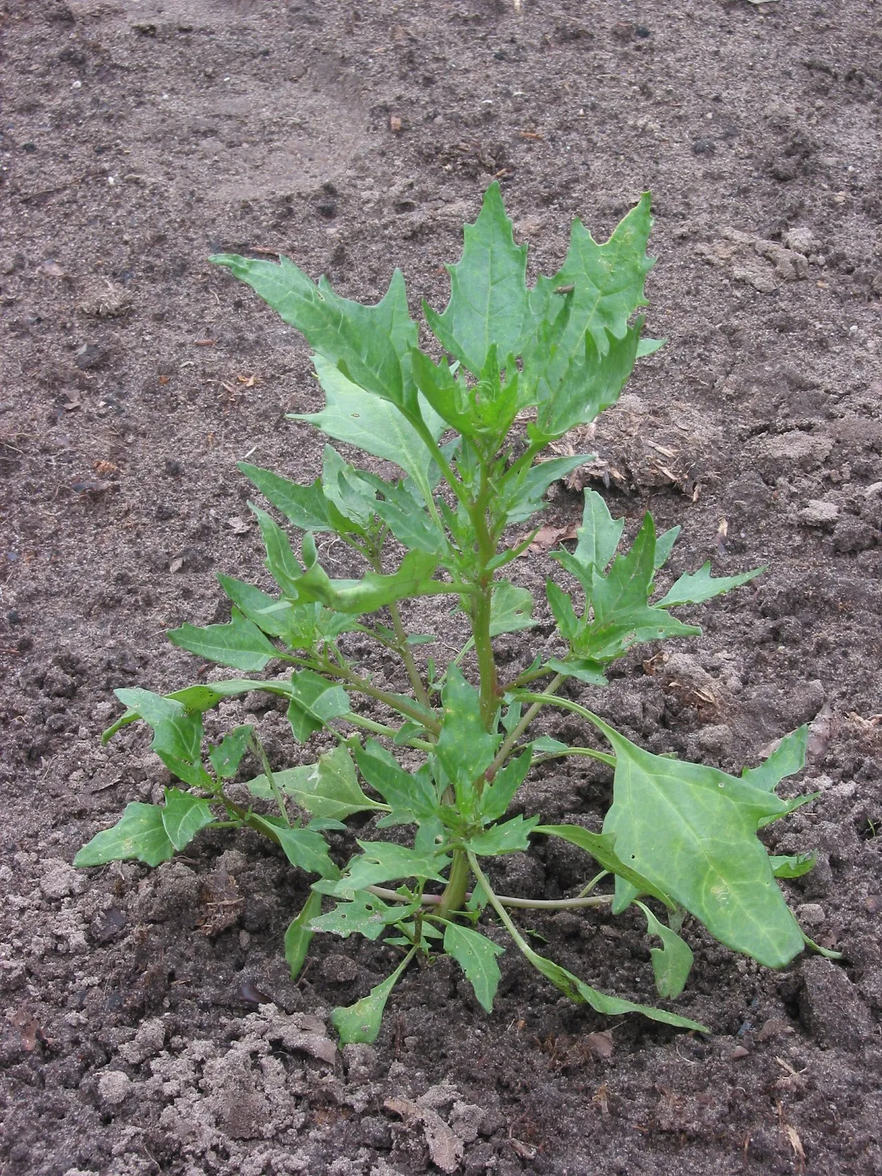 Red Goosefoot