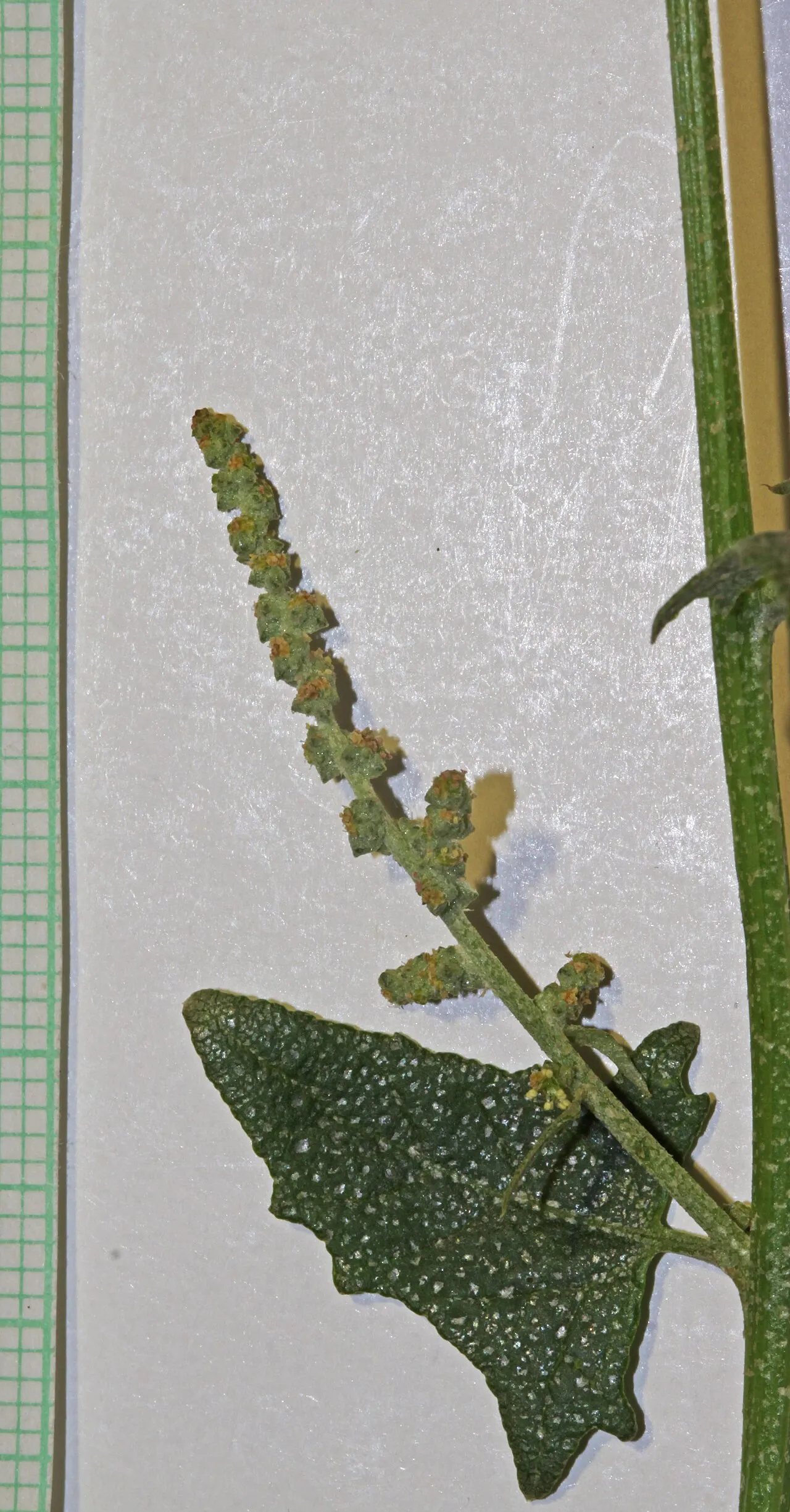 Mapleleaf Goosefoot — photo by Andrey Zharkikh from Salt Lake City, USA