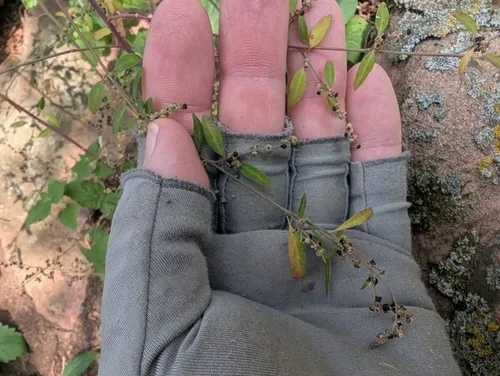 Standley's Goosefoot — photo by Jeff D Hansen