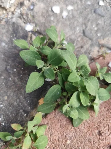 Stinking Goosefoot — photo by Adam Kantor