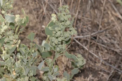 Watson's Goosefoot — photo by Dustin Snider