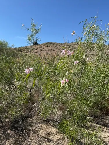 Desert Willow — photo by bluesunflower45