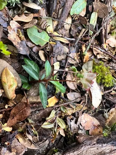 Little Prince's Pine