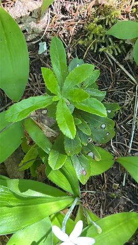 Pipsissewa