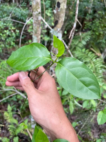 West Indian Milkberry — photo by Ryan