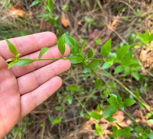 Pineland Milkberry