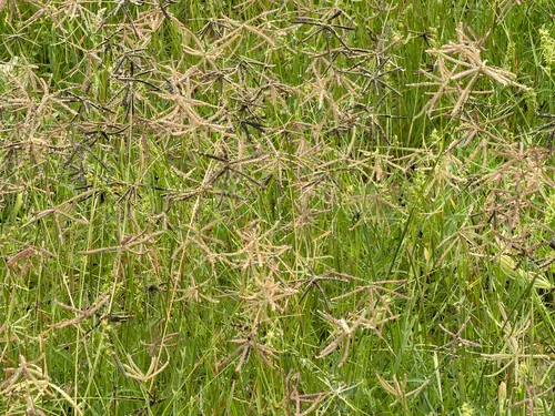 Hooded Windmill Grass