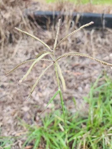Rhodes Grass — photo by Nick Lambert