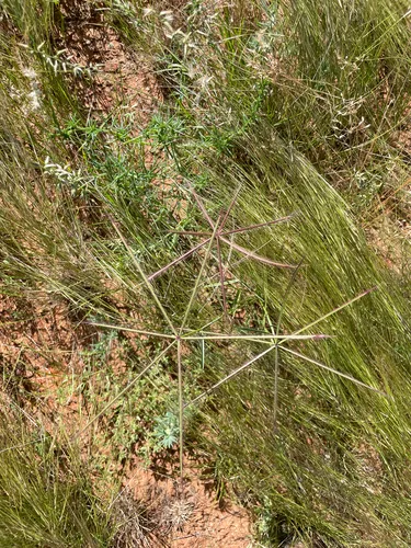 Comb Windmill Grass — photo by pennyrummery