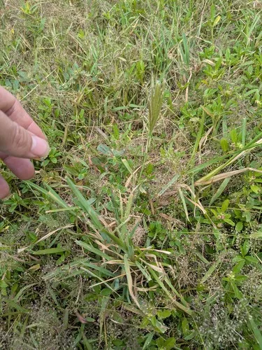 Radiate Fingergrass