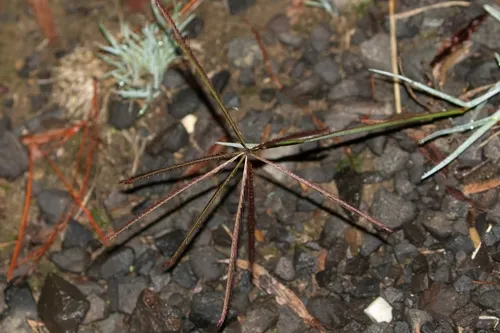 Australian Fingergrass — photo by EcoNeighbour_