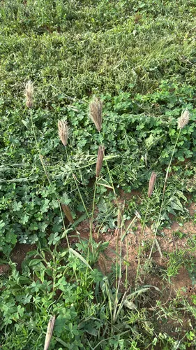 Feather Fingergrass