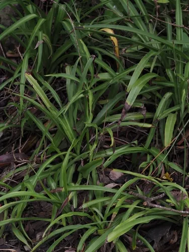 Spider Plant