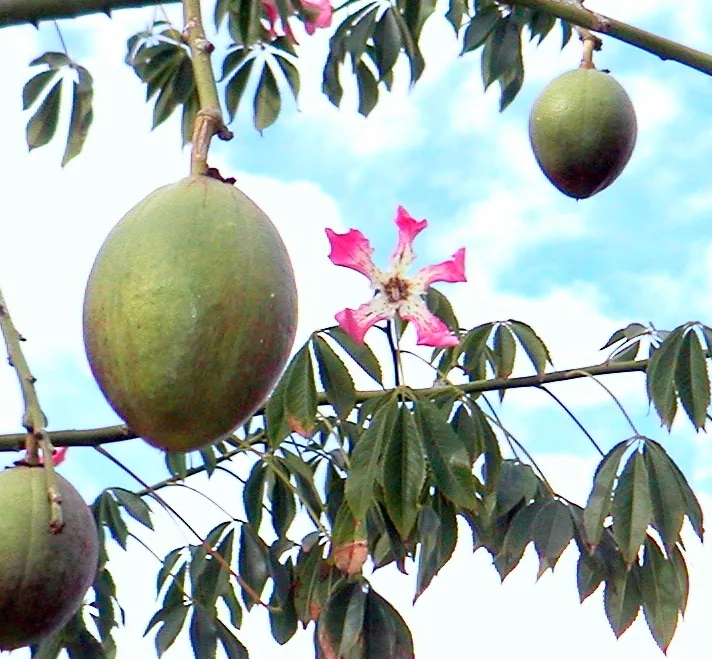 Silk-floss Tree