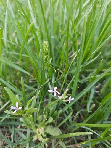 Crossflower — photo by Harold Eyster, PhD