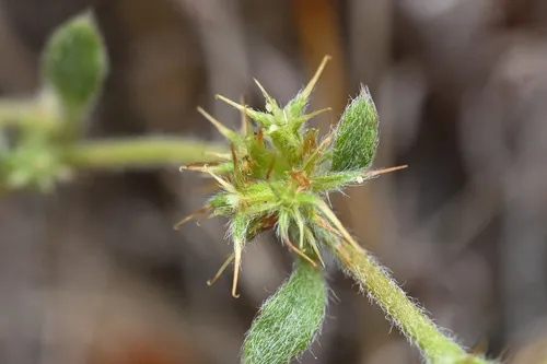 Narrowleaf Spineflower — photo by Trevor Van Loon