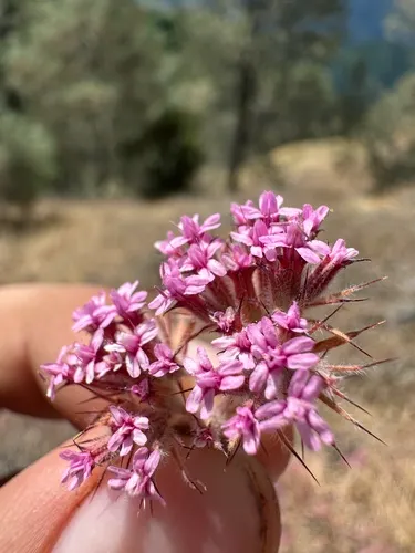 Twolobe Spineflower — photo by paulexcoff