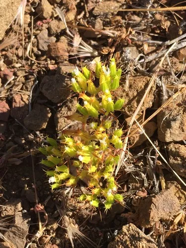 Blakley's Spineflower