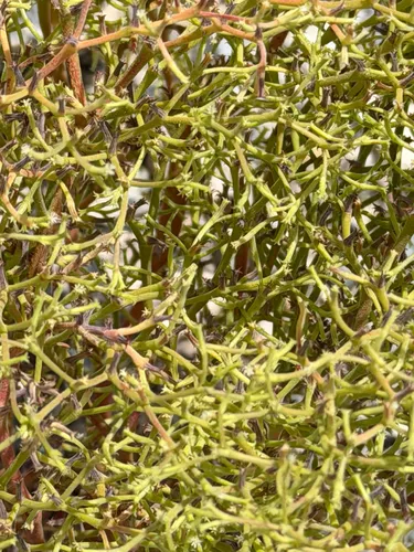 Brittle Spineflower
