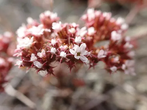 San Luis Obispo Spineflower — photo by Ryan Donnelly