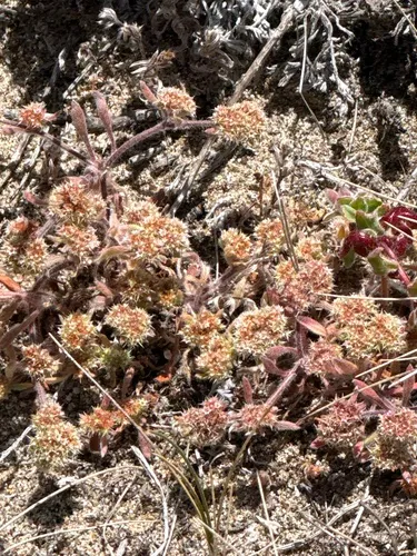 San Francisco Spineflower (var. cuspidata) — photo by jwagner1960