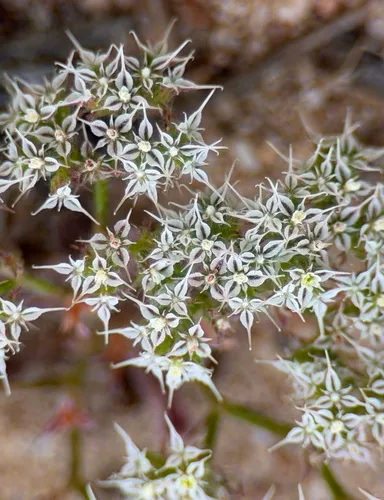 Diffuse Spineflower — photo by Alex Heyman