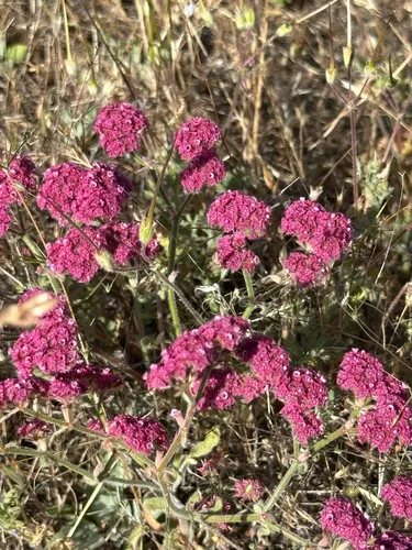 Douglas' Spineflower