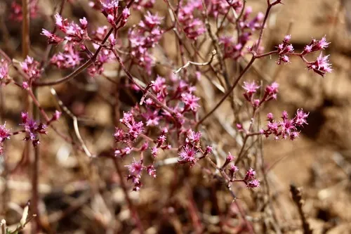 Fringed Spineflower — photo by Christine Beck