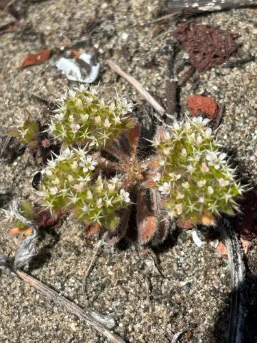Mendocino Spineflower — photo by Tim Miller