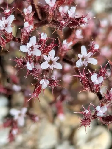 Ramona Spineflower — photo by Kristin Sweeney