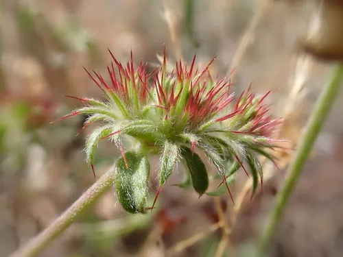 Palmer's Spineflower — photo by Ryan Donnelly