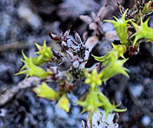 Prostrate Spineflower — photo by Elizabeth Lockhart