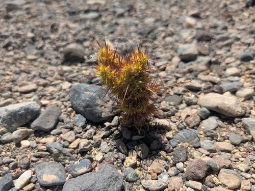 Devil's Spineflower