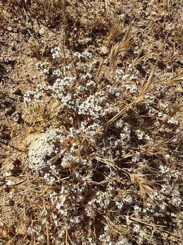 Mojave Spineflower — photo by Cedric Lee