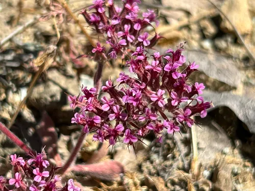 Priest Valley Spineflower — photo by Annette Herz