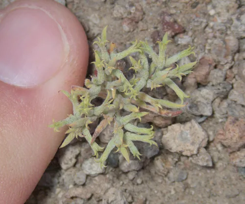 Fivetooth Spineflower