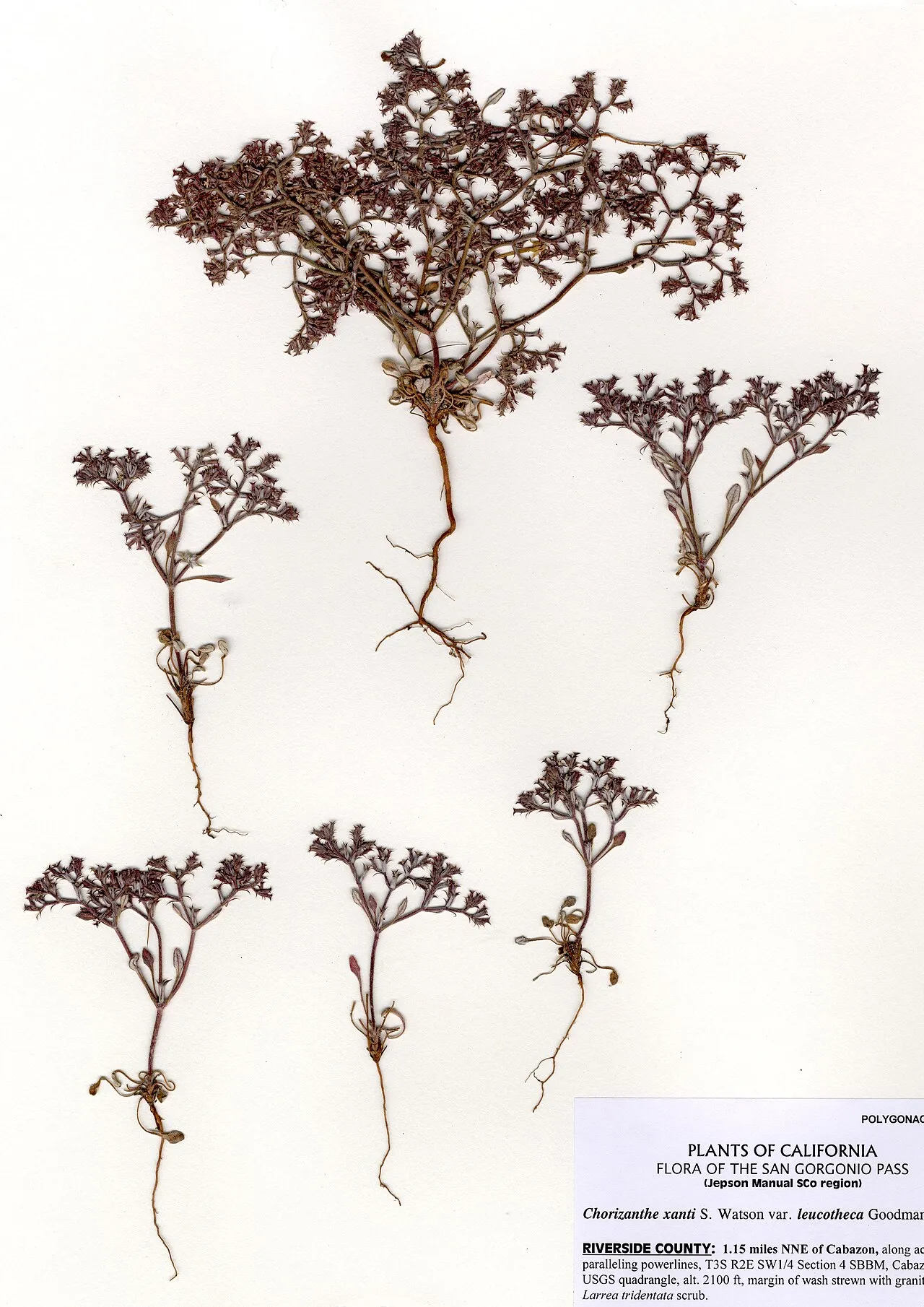 Riverside Spineflower — photo by DeanWmTaylor (Dean Wm. Taylor)