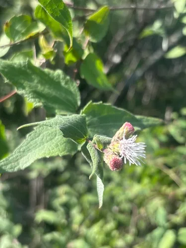 Bigelow's Thoroughwort