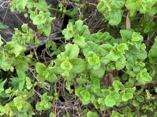 Caribbean Thoroughwort
