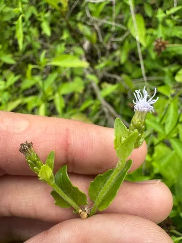 Cape Sable Thoroughwort