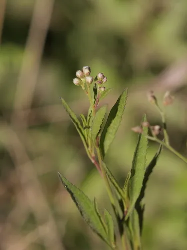 Ivyleaf Thoroughwort