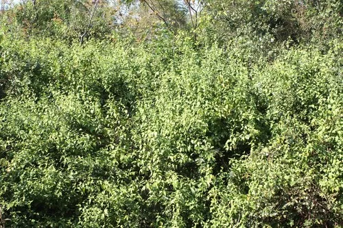 Jack In The Bush
