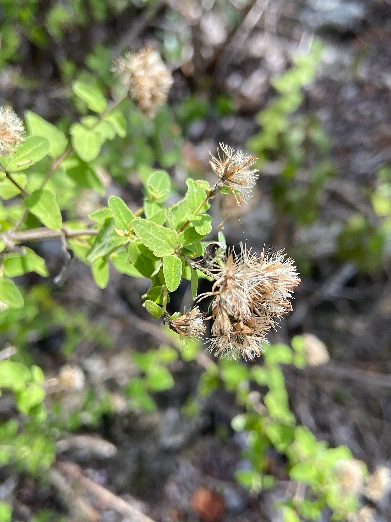 Wavyleaf Thoroughwort — photo by (c) Scott Ward, some rights reserved (CC BY)