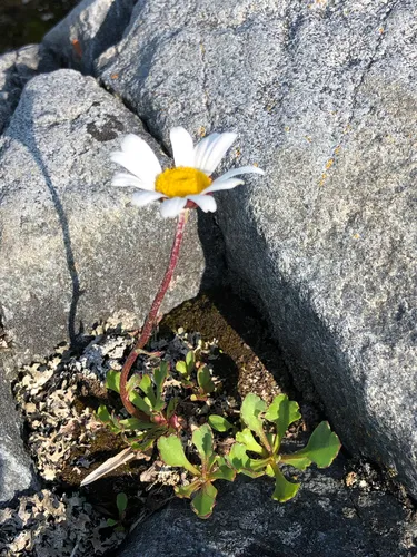 Arctic Daisy — photo by Stephen Petersen