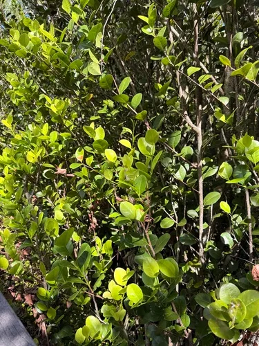 Coco Plum — photo by lguindon