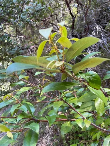 Giant Chinquapin