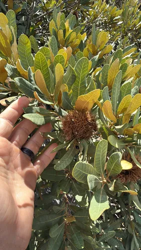 Bush Chinquapin — photo by pajricha